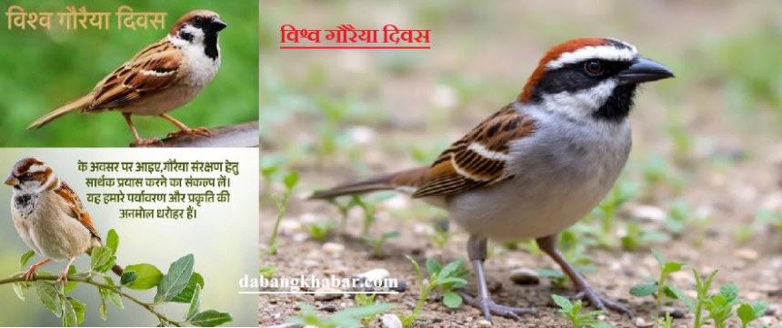 Gauraiya vilupt hone ki kagar par.